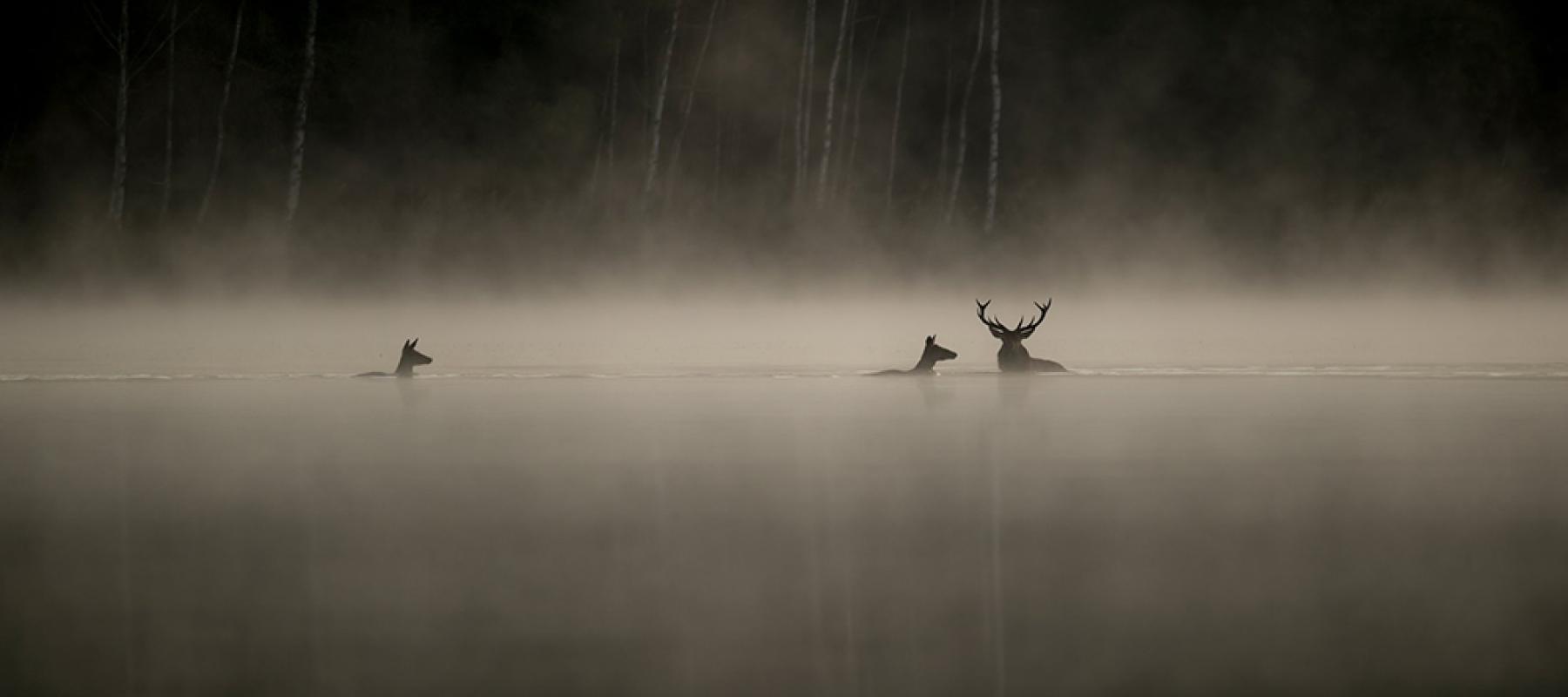 Le Chant des Forêts - Vincent Munier