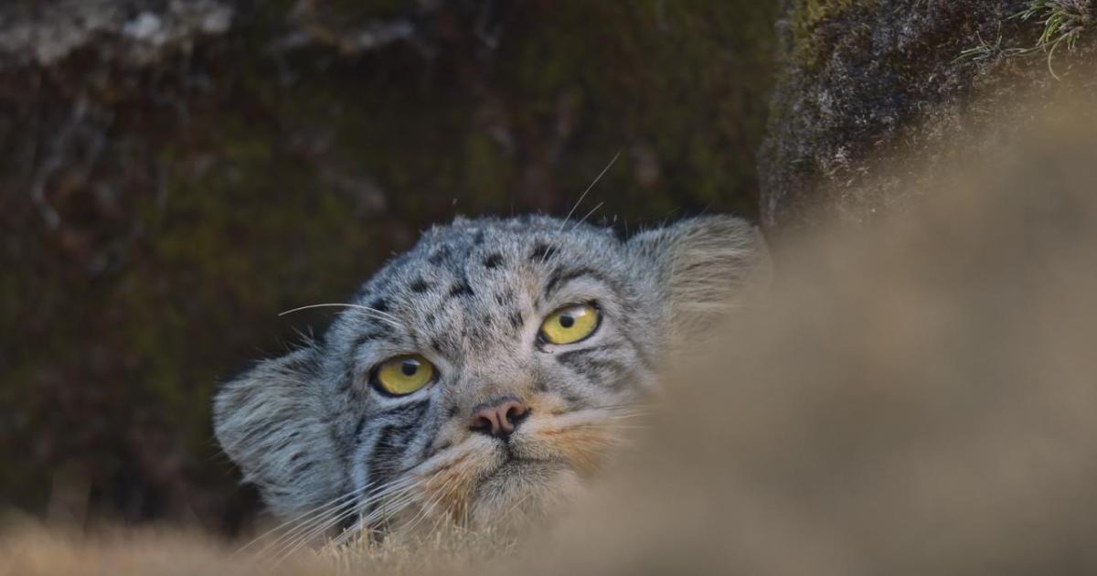 Calendrier Vincent Munier 2023 The Velvet Queen - Marie Amiguet & Vincent Munier | Bozar Brussels