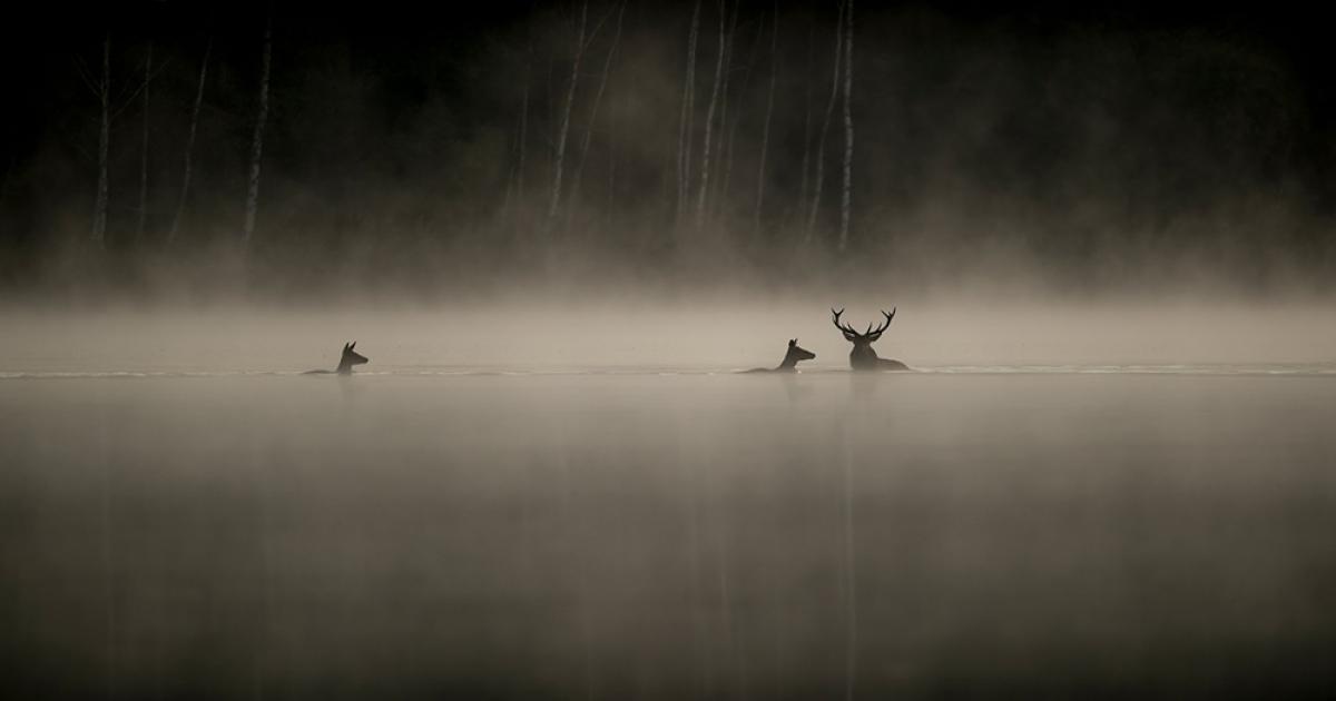 The Song of the Forests - Vincent Munier